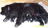 Chelly_nursing_the_babes____6_9_06.jpg