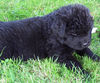 Filename=Miss_Pink_in_the_grass.jpg
Filesize=85KB
Dimensions=500x416
Date added=Aug 11, 2006 Miss_Pink_in_the_grass.jpg