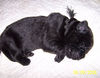 Sweet_Mr_Black_6_9_06.jpg