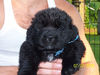 Filename=mr_blue.jpg
Filesize=45KB
Dimensions=500x375
Date added=Aug 11, 2006 mr_blue.jpg