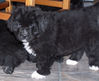 Chalupa_7_weeks_old.jpg